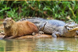 Crocodiles Don't Really Ever Prey On Capybaras | Friendliest Animals
