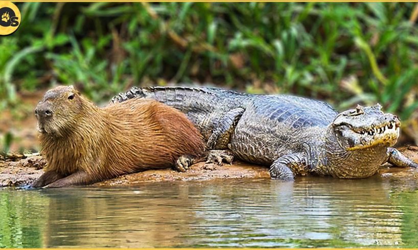 Crocodiles Don't Really Ever Prey On Capybaras | Friendliest Animals