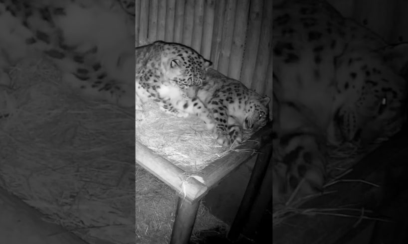 Cuddles on Christmas Day! 🎄🧡🥺#snowleopard #bigcats #animals  #zoo #paradisewildlifepark