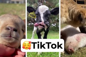 Cute Animals of TikTok | Animal Rescue Compilation