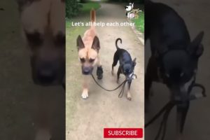 Cute Dogs Brothers Love ❣️ ❣️❣️🐶🐶🐶😍😍😍 Cute Animals Videos