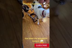 Cute Happy Dog 🐶🙂 Cute Animals Videos