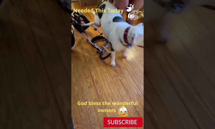 Cute Happy Dog 🐶🙂 Cute Animals Videos