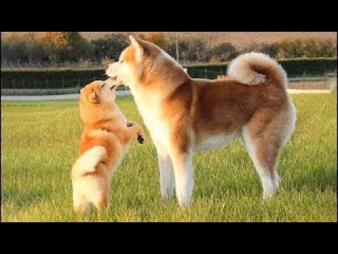 🐶Cute Puppies Doing Funny Things 2022🐶 #1 Cutest Dogs