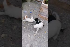 Cute Puppies Howling ep7