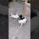 Cute Puppies Howling ep7