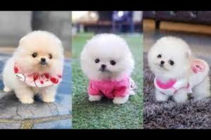 Cute Puppies Pomeranian | Very cutest #puppies | #4