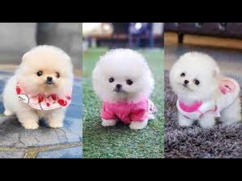 Cute Puppies Pomeranian | Very cutest #puppies | #4