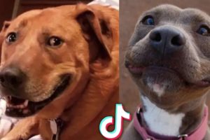 Cute Puppies and Funny Dogs Doing Hilarious Things 🐕