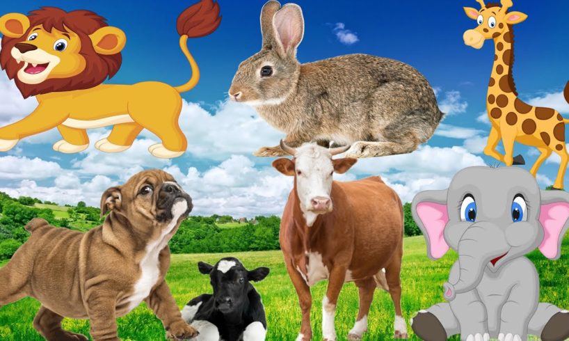 Cute animals playing and their happy sounds : cat , pig , cow , chicken , horse , dog , bear