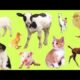 Cute birds and animals; ducks, cats,elephant, parrot, fun // Animals playing #animalvideos