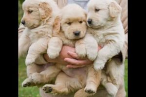 Cute golden retriever puppies compilation (part-1) | Cutest puppies #goldenretriever #puppies