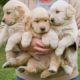 Cute golden retriever puppies compilation (part-1) | Cutest puppies #goldenretriever #puppies