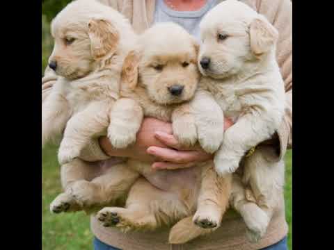 Cute golden retriever puppies compilation (part-1) | Cutest puppies #goldenretriever #puppies