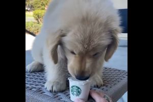 Cute golden retriever puppies compilation (part-3) | Cutest puppies #goldenretriever #puppiesplanet