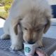 Cute golden retriever puppies compilation (part-3) | Cutest puppies #goldenretriever #puppiesplanet