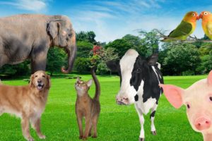 Cute little animals - Dog, cat, elephant, pig, cow, parrot - Animal sounds