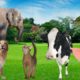 Cute little animals - Dog, cat, elephant, pig, cow, parrot - Animal sounds