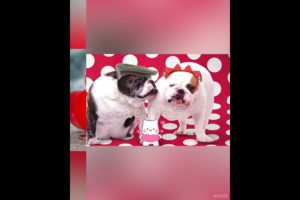 Cute puppies || #cute ||Cutest Puppies || Funny Puppies || Valantine's Day @divineriver