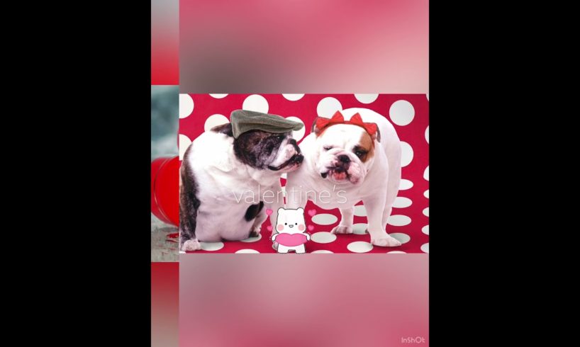 Cute puppies || #cute ||Cutest Puppies || Funny Puppies || Valantine's Day @divineriver