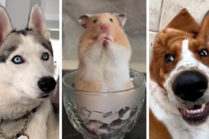 Cutest Pets and Funniest Animals ~ You'll be laughing out loud with these furry friends!