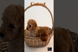 Cutest Puppies In Basket#shorts #shortsvideo #viral