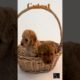 Cutest Puppies In Basket#shorts #shortsvideo #viral