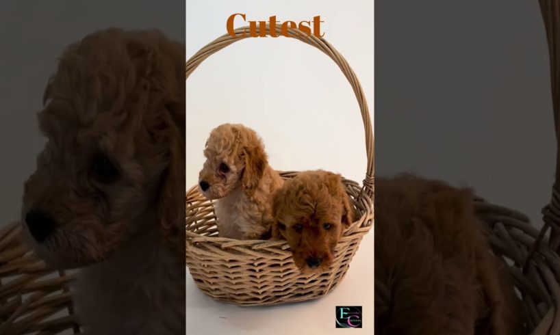 Cutest Puppies In Basket#shorts #shortsvideo #viral