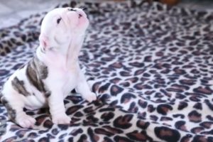 Cutest Puppies Learning to Howl