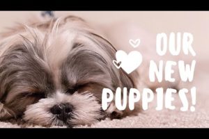 Cutest Puppies Made You Look - Meghan Trainor