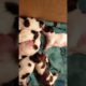 Cutest Puppies Sleeping