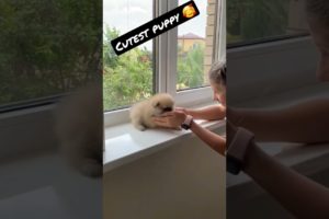 Cutest Puppy You Ever Seen !🥰 Adorable Pomeranian Puppy  Dog Videos  #shorts