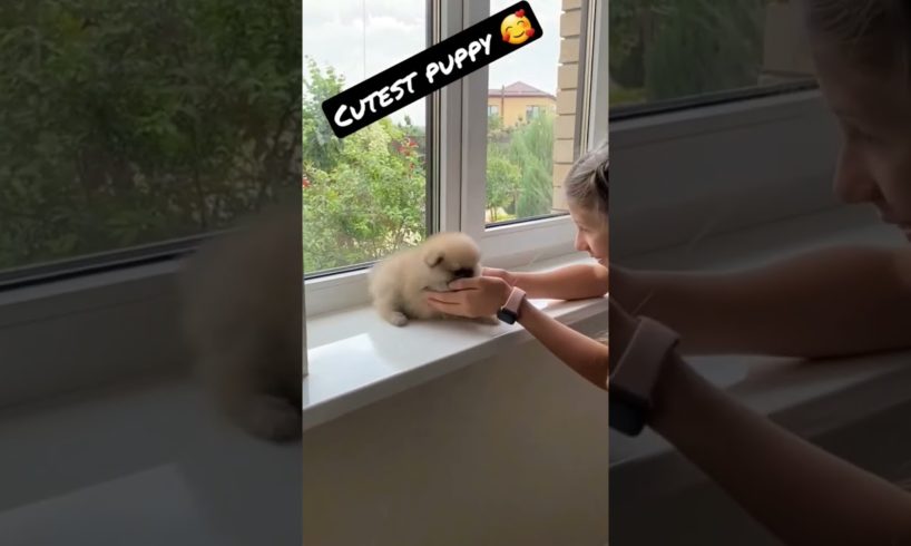 Cutest Puppy You Ever Seen !🥰 Adorable Pomeranian Puppy  Dog Videos  #shorts
