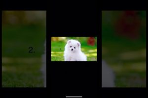 Cutest puppies 1-7