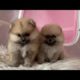 Cutest puppies 😍