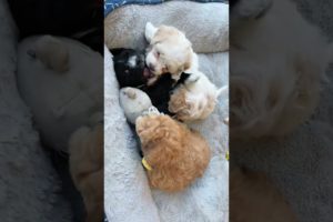 Cutest puppies!!! We're so happy every day! 😄 #shorts #dogs #dogshorts #viral