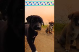 Cutest puppies 🐕🐕// baby dog // cute puppies 🐾🐾#youtubeshorts #puppy