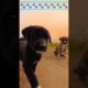 Cutest puppies 🐕🐕// baby dog // cute puppies 🐾🐾#youtubeshorts #puppy