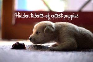 Cutest puppies | birthday gift for my sister #puppies