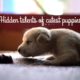 Cutest puppies | birthday gift for my sister #puppies