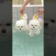 Cutest puppies for ever seen.#shorts #viral #trending #new #funny #comedy #pets #dog #cutedog