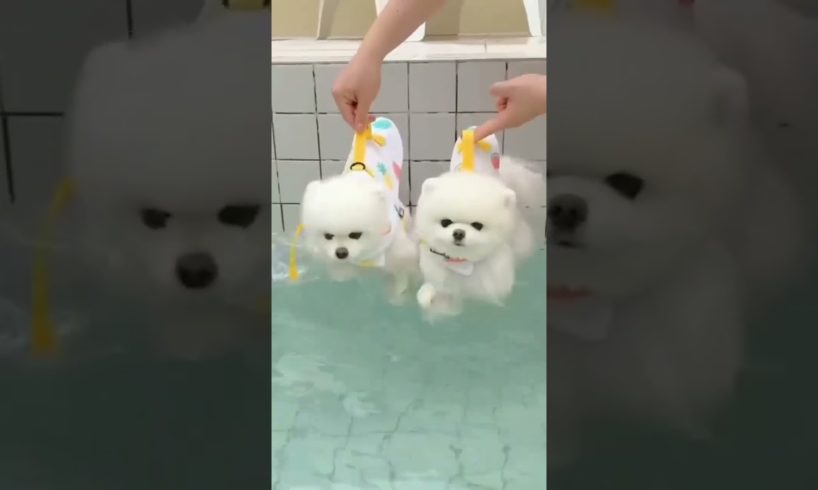 Cutest puppies for ever seen.#shorts #viral #trending #new #funny #comedy #pets #dog #cutedog