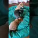 Cutest puppies playing in their playpen... check their cute names in the description box!!