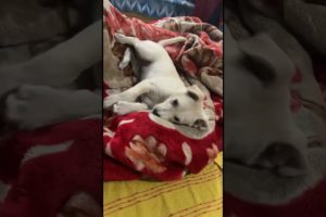 Cutest puppy🐶🥰 ❤️#cutedog #doglover #dog #puppies #myselfhero #lovelydogs #love #labrador #cute