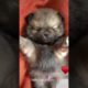 Cutest puppy wake up  #cute #tiktok #pomeranian #pomeranianpuppy #shorts #viral #trending #puppy