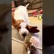 Cutest puppy!#cute #shorts #trending #youtube #dog #funny #fun #lovepluspet bennywafflesthebasset