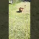 Dog Playing With Wild Animal - By elsantiii5 (tt)