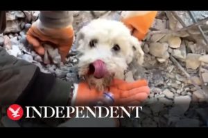 Dog rescued from rubble of Turkey earthquake
