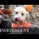 Dog rescued from rubble of Turkey earthquake