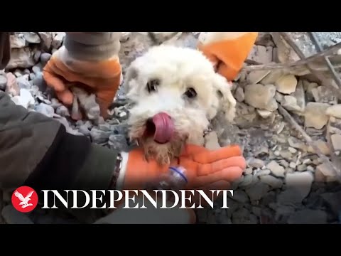 Dog rescued from rubble of Turkey earthquake